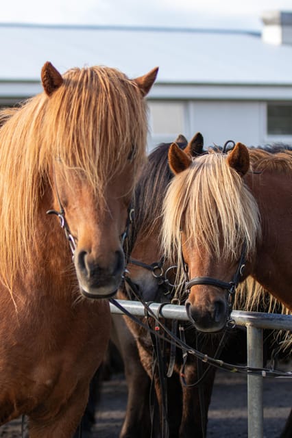Hveragerdi: Countryside Charm Horse Riding Tour - Riding through Ölfus: meadows, farmland views, and distant mountains