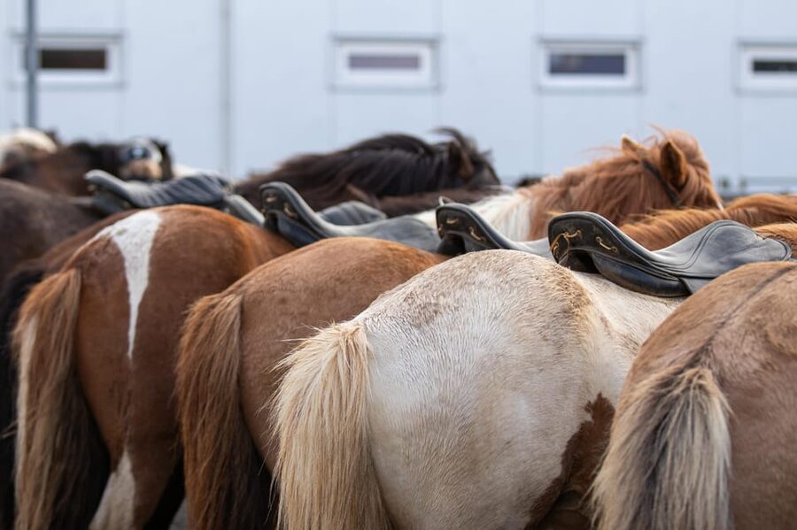 Hveragerdi: Countryside Charm Horse Riding Tour - The Vellir farm intro: what happens before you ever mount