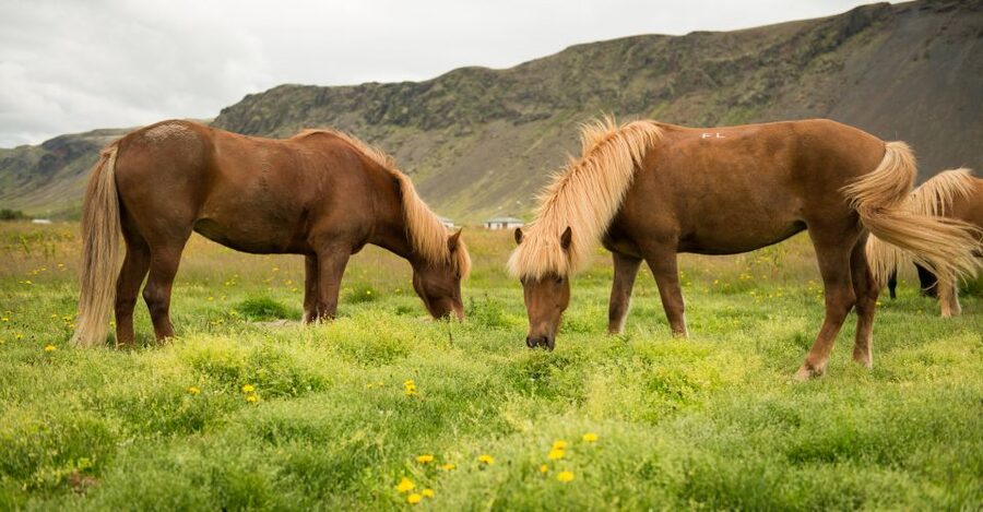 Hveragerdi: Reykjadalur (Hotspring Valley) Horse Riding Tour - What You Wear and Bring: The Packing List That Saves Your Ride