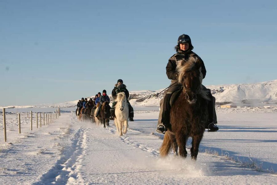 Hveragerdi: The Siggi Horse Riding Tour - Horses and Care: Well-Taken-Care Animals Matter