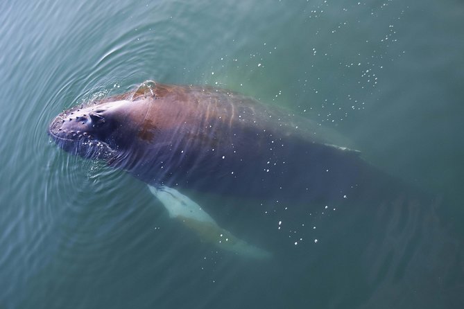 Iceland Super Saver: Northern Lights Cruise plus Whale-Watching Tour from Reykjavik - Why this Reykjavik Super Saver combo works in winter