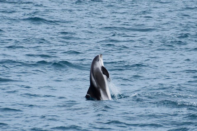 Iceland Super Saver: Northern Lights Cruise plus Whale-Watching Tour from Reykjavik - Included comfort: thermal overalls and why they are a big deal