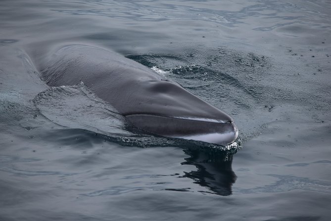 Iceland Super Saver: Northern Lights Cruise plus Whale-Watching Tour from Reykjavik - Whale watching in Faxaflói Bay: where the scanning gets real
