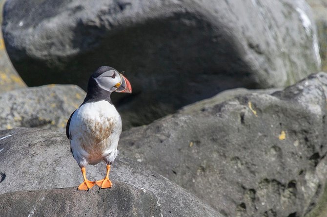 Iceland Super Saver: Puffin Cruise plus Whale-Watching Tour from Reykjavik - Key Things I’d Focus On Before You Book