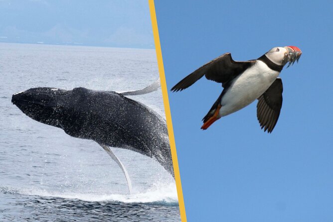 Iceland Super Saver: Puffin Cruise plus Whale-Watching Tour from Reykjavik - A Reykjavik Super Saver That Fits a Short Day