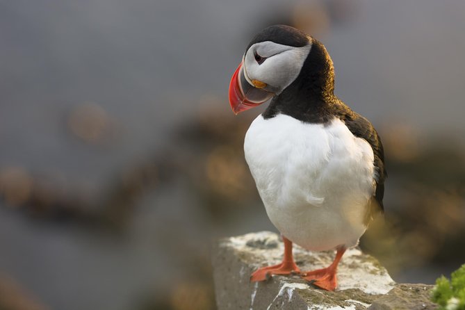 Iceland Super Saver: Puffin Cruise plus Whale-Watching Tour from Reykjavik - Whale Watching in Faxafloi Bay: Spotting Minke and Humpback, Plus Dolphins