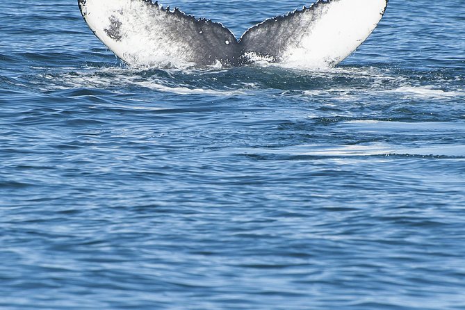 Iceland Super Saver: Puffin Cruise plus Whale-Watching Tour from Reykjavik - Packing Tips That Match Iceland Weather and This Tour Style