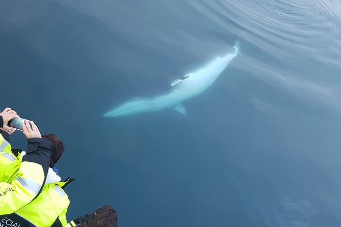Iceland Super Saver: Puffin Cruise plus Whale-Watching Tour from Reykjavik - Who This Puffin and Whale Combo Is Best For