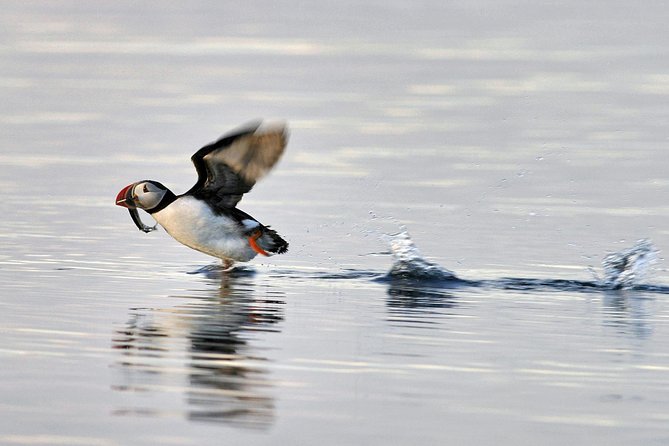 Iceland Super Saver: Puffin Cruise plus Whale-Watching Tour from Reykjavik - Where You Start, What Happens First, and How Big the Groups Feel