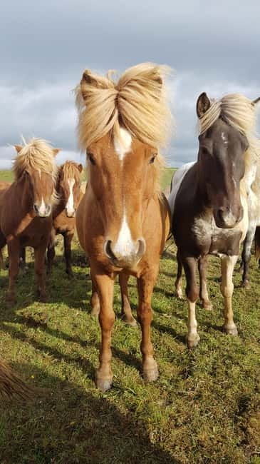 Iceland: Volcanic Landscape Horse Riding Tour - The Tölt Lesson: Why Icelandic Horses Feel Different