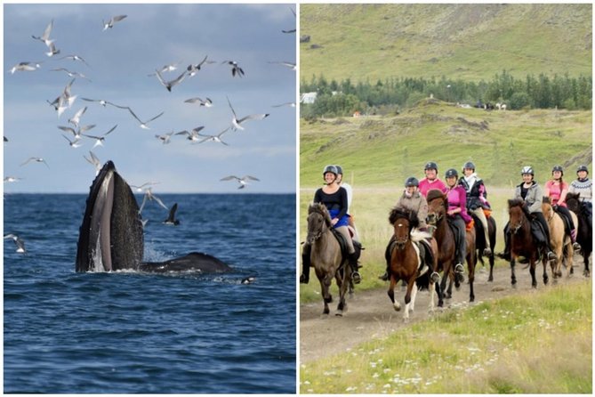 Icelandic Horse Riding and Whale Watching Cruise from Reykjavík - Key highlights worth your attention