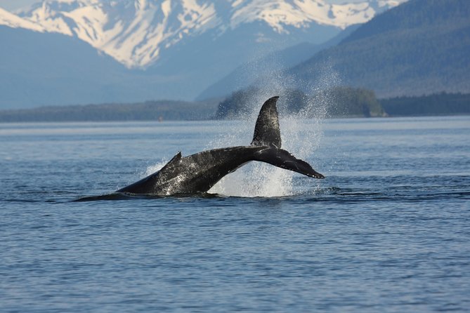 Icelandic Horse Riding and Whale Watching Cruise from Reykjavík - The wildlife exhibition stop: small add-on, useful context