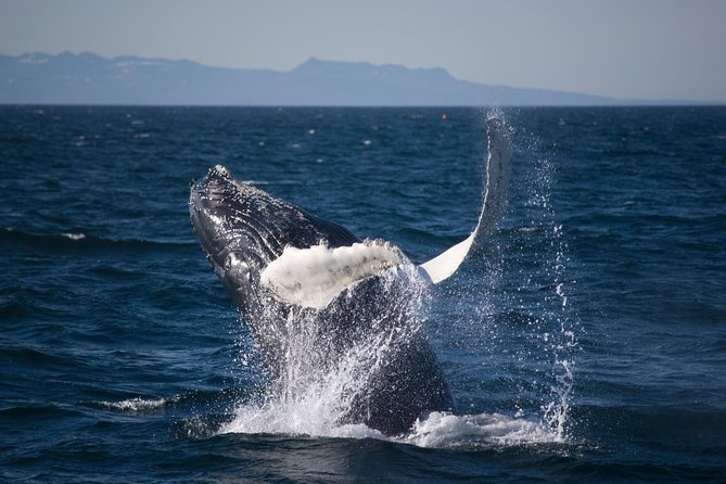 Icelandic Horse Riding and Whale Watching Cruise from Reykjavík - Stop 2 at Elding Whale Watching: Faxaflói Bay and the 3-hour cruise