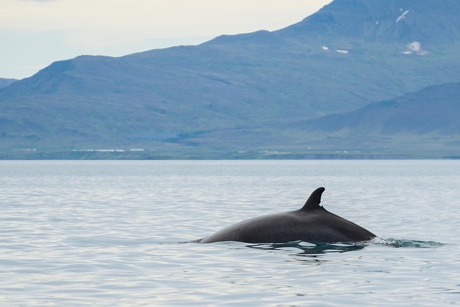 Icelandic Horse Riding and Whale Watching Cruise from Reykjavík - Timing and what a full day means for your schedule