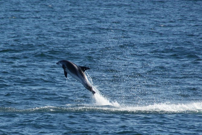 Icelandic Horse Riding and Whale Watching Cruise from Reykjavík - Price and value: is $280 worth it?