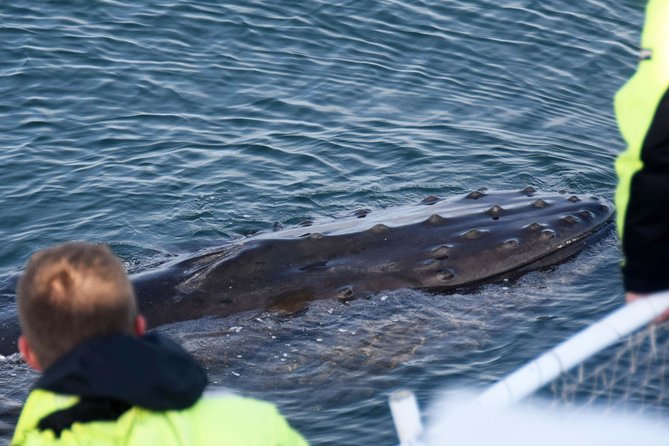 Icelandic Horse Riding and Whale Watching Tour from Reykjavik - From stables to Old Harbor: lunch time you actually control