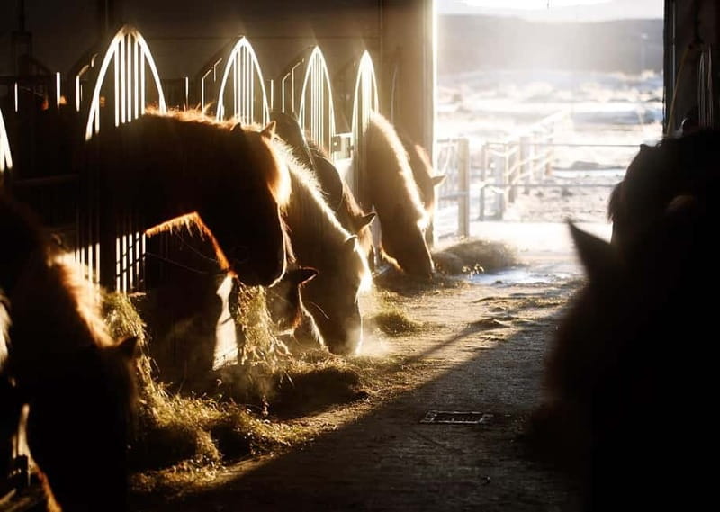 Icelandic Horse Riding Tour & Pickup Option from Reykjavik - After the ride: warming up and what you can do next