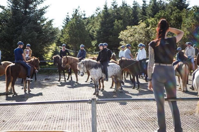 Icelandic Horse Riding Tour & Pickup Option from Reykjavik - Who this tour fits best