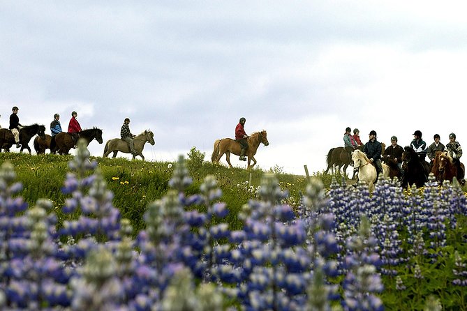 Icelandic Horseback Riding Tour Including Pick Up from Reykjavik - Matching you with the right Icelandic horse