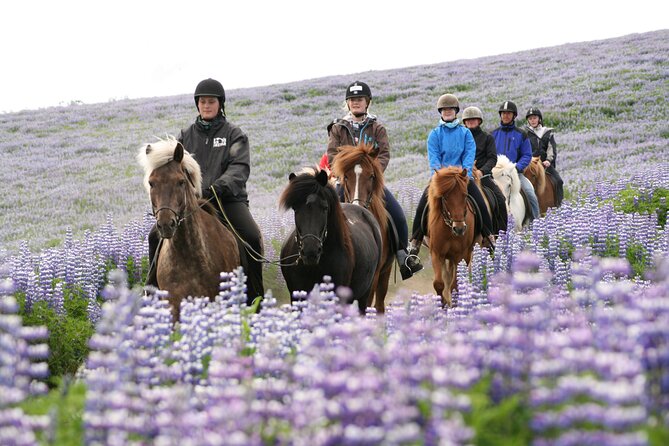 Icelandic Horseback Riding Tour with Pickup Option from Reykjavik - Who this tour fits best, and who should double-check