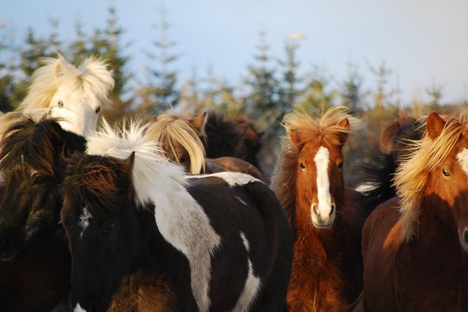 Icelandic Horseback Riding Tour with Pickup Option from Reykjavik - Icelandic horses and the tölt lesson you actually use