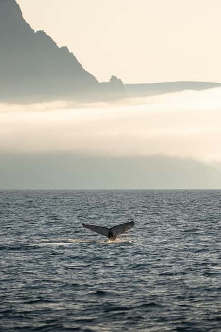 Ísafjörður: Westfjords Whale Watching Boat Tour - Key things I’d circle before you go