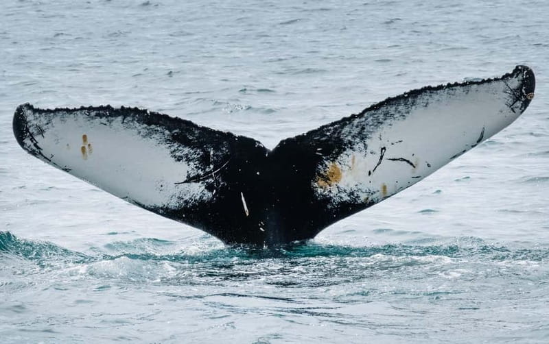 Ísafjörður: Westfjords Whale Watching Boat Tour - Ísafjörður whale watching in the Westfjords: what this 3-hour trip really delivers