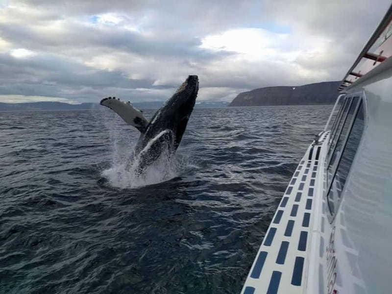 Ísafjörður: Westfjords Whale Watching Boat Tour - Meet the crew, including Tom and the captain’s safety focus