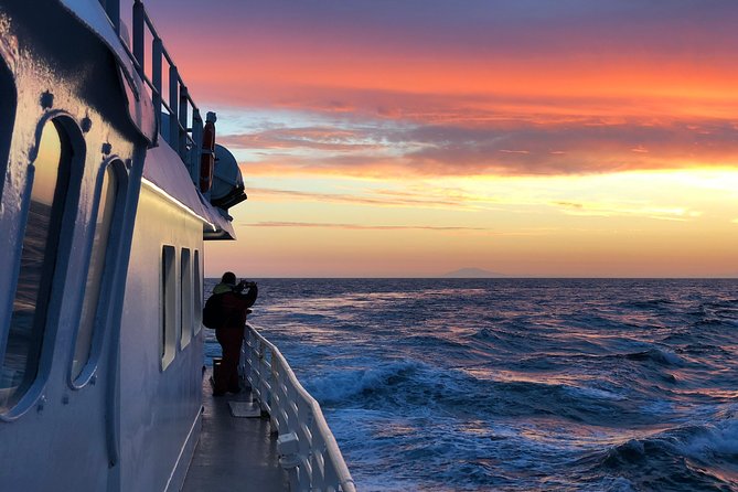 Magical Whales in the Midnight Sun | from Reykjavik - What the 2.5-hour cruise feels like once you are out on the water