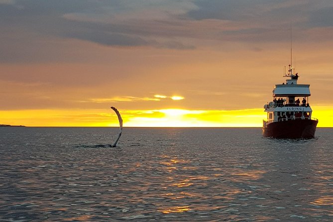 Magical Whales in the Midnight Sun | from Reykjavik - Dress for wind, not just temperature