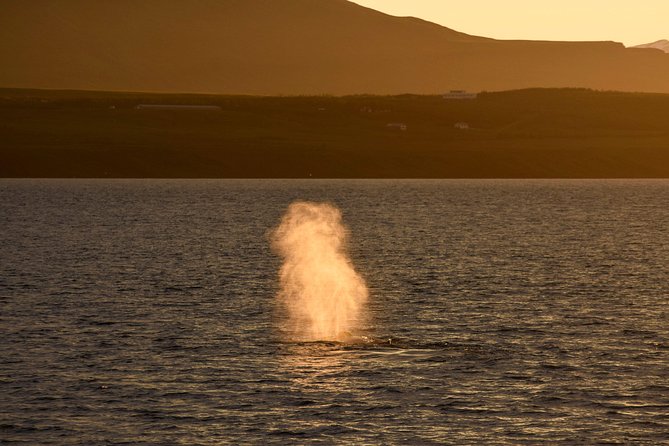 Magical Whales in the Midnight Sun | from Reykjavik - Onboard spaces: where to warm up and recharge