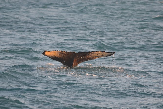 Magical Whales in the Midnight Sun | from Reykjavik - Price and value: is it worth $105?