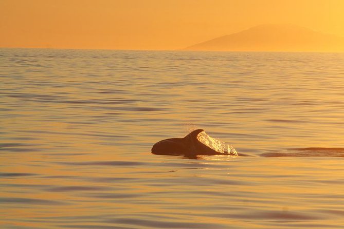 Magical Whales in the Midnight Sun | from Reykjavik - Getting oriented at Elding Whale Watching in Old Harbour