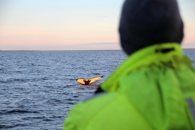 Midnight Sun Whale Watching from Reykjavik - Key points to know before you go