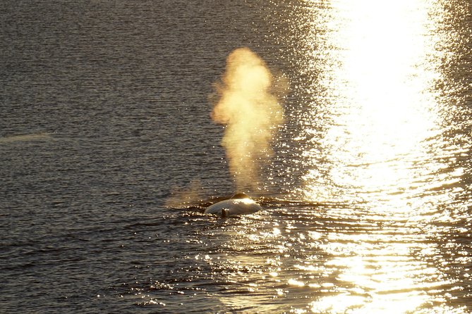 Midnight Sun Whale Watching from Reykjavik - Wildlife spotting odds, and why the retry ticket matters