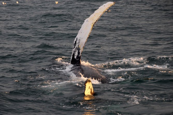 Midnight Sun Whale Watching from Reykjavik - Guide style and what you’ll learn on board