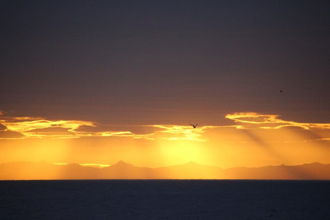 Midnight Sun Whale Watching from Reykjavik - Should you book this Reykjavik midnight cruise?