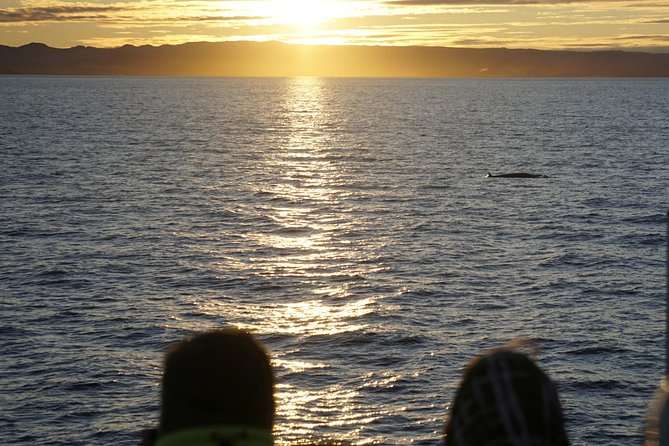 Midnight Sun Whale Watching from Reykjavik - FAQ