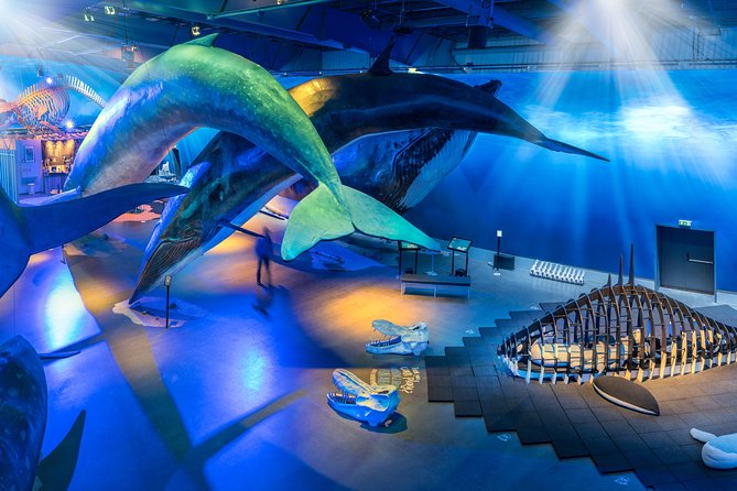 Northern Lights by Boat with a Backup Plan from Reykjavik - Price and value in Reykjavik terms
