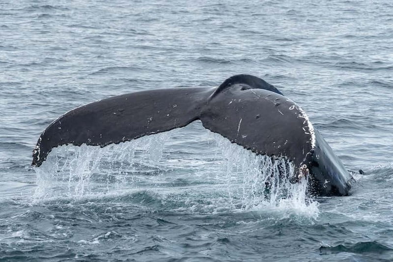 Ólafsvík: Whale Watching Tour - Key things I’d watch for on this tour