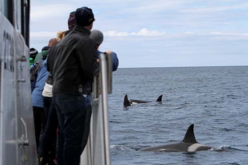 Ólafsvík: Whale Watching Tour - Ólafsvík to Snæfellsnes: what the 3 hours actually feels like