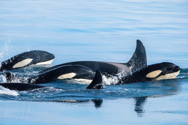 Ólafsvík: Whale Watching Tour - How the guide approach improves your chances