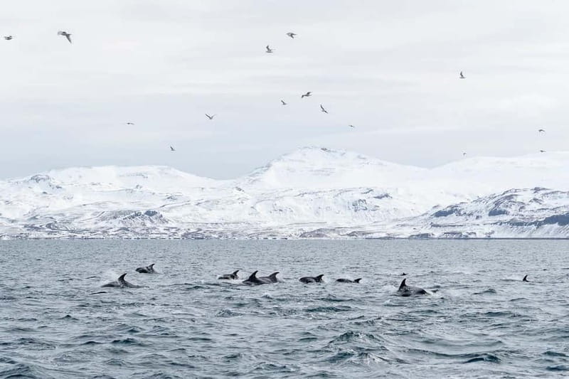 Ólafsvík: Whale Watching Tour - Comfort tips that make a difference on a 3-hour boat