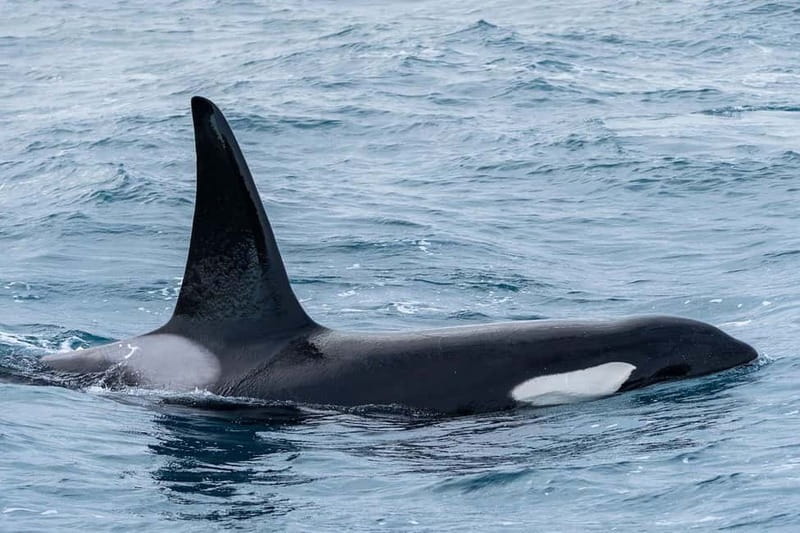 Ólafsvík: Whale Watching Tour - Price and value: is $119 fair for this kind of outing?