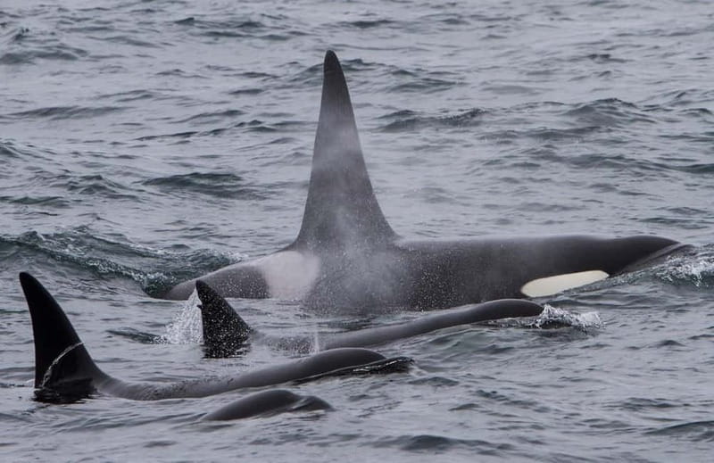 Ólafsvík: Whale Watching Tour - Who this tour fits best, and who should skip it