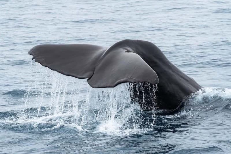 Ólafsvík: Whale Watching Tour - Should you book this whale watching trip from Ólafsvík?