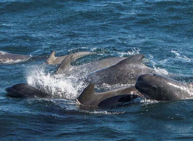 Ólafsvík: Whale Watching Tour - FAQ