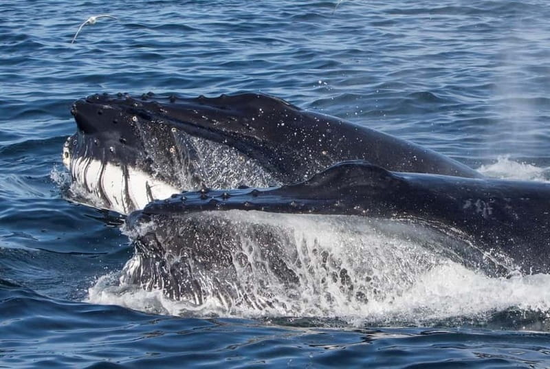 Ólafsvík: Whale Watching Tour - The wildlife odds: which whales are likely when
