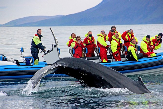 Original Big Whale Safari & Puffins Speedboat Tour from Húsavík - The RIB speedboat experience that makes Húsavík special