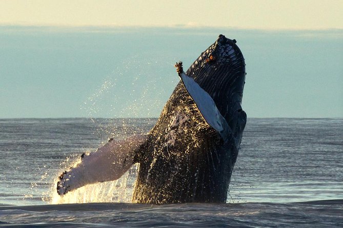 Original Big Whale Safari & Puffins Speedboat Tour from Húsavík - Puffin Island stop: when you can expect it (and how to enjoy it)